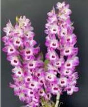 Load image into Gallery viewer, Orchid Seedling 50mm Pot size - Dendrobium Tdaros Angel Emperor softcane