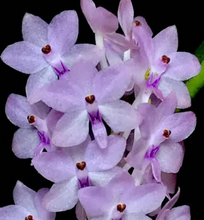 Load image into Gallery viewer, Flask - Vanda Holcoglossum sublifolium x Vanda christensoniana