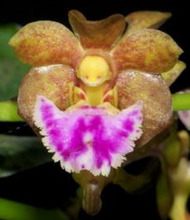 Load image into Gallery viewer, Orchid Seedling 50mm Pot size - Vanda flabellata species