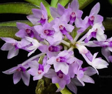 Load image into Gallery viewer, Flask - Vanda nana - Species