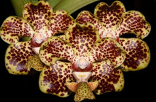 Load image into Gallery viewer, Flask - Vanda lombokensis - Species