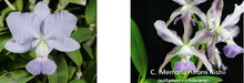 Load image into Gallery viewer, Flask - Cattleya walkeriana var coerulea x Mem Hiromi Nishii