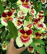 Load image into Gallery viewer, Flowering Size Plant - Miltoniopsis Banana Fandango 'Faded Memories'