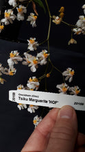 Load image into Gallery viewer, Flowering Size Plant - Oncidium Tsiku Marguerite