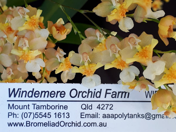 Flowering Size Plant - Oncidium Twinkles 'Fragrant Fantasy'