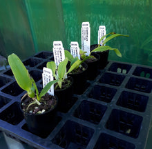 Load image into Gallery viewer, Orchid Seedling 50mm Pot size - Cattleya Trick or Treat x (Dal's Tradition x Kauai Starbright)