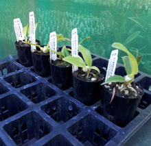 Load image into Gallery viewer, Orchid Seedling 50mm Pot size - Cattleya Trick or Treat x (Dal's Tradition x Kauai Starbright)