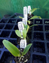 Load image into Gallery viewer, Orchid Seedling 50mm Pot size - Cattleya Trick or Treat x (Dal's Tradition x Kauai Starbright)