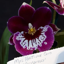 Load image into Gallery viewer, Flowering Size Plant - Miltoniopsis Hajime Ono 'Raspberry'