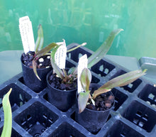 Load image into Gallery viewer, Orchid Seedling 50mm Pot size - Cattleya Rlc Hsinying Home Run "Ching Hua' x Bc Tetradip 'Junko'