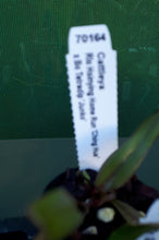 Load image into Gallery viewer, Orchid Seedling 50mm Pot size - Cattleya Rlc Hsinying Home Run "Ching Hua' x Bc Tetradip 'Junko'