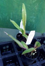 Load image into Gallery viewer, Orchid Seedling 50mm Pot size - Cattleya Pot (Big Dream x Tainan Gold) x Hsinying Fancy Gold
