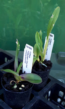 Load image into Gallery viewer, Orchid Seedling 50mm Pot size - Cattleya Pot (Big Dream x Tainan Gold) x Hsinying Fancy Gold