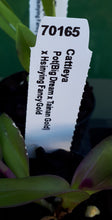 Load image into Gallery viewer, Orchid Seedling 50mm Pot size - Cattleya Pot (Big Dream x Tainan Gold) x Hsinying Fancy Gold