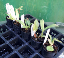 Load image into Gallery viewer, Orchid Seedling 50mm Pot size - Dendrobium Brimbank Dark Night x speciosum grandiflorum - Australian Native
