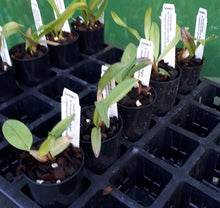 Load image into Gallery viewer, Orchid Seedling 50mm Pot size - Dendrobium Brimbank Dark Night x speciosum grandiflorum - Australian Native