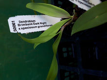 Load image into Gallery viewer, Orchid Seedling 50mm Pot size - Dendrobium Brimbank Dark Night x speciosum grandiflorum - Australian Native