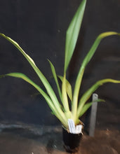 Load image into Gallery viewer, Flowering Size Plant - Miltoniopsis Arthur Cobbledick 'Spring Time'