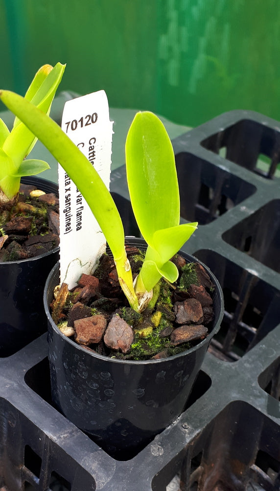 Orchid Seedling 50mm Pot Size - Cattleya purpurata var flamea x (striata x sanguinea)
