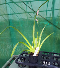 Load image into Gallery viewer, Flowering Size Plant - Miltoniopsis Bert Field 'Leash'