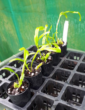 Load image into Gallery viewer, Orchid Seedling 50mm Pot size - Dendrobium Love Memory 'Fizz' Softcane