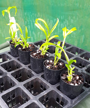 Load image into Gallery viewer, Orchid Seedling 50mm Pot size - Dendrobium Love Memory 'Fizz' Softcane