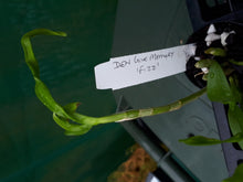 Load image into Gallery viewer, Orchid Seedling 50mm Pot size - Dendrobium Love Memory 'Fizz' Softcane