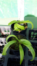 Load image into Gallery viewer, Orchid Seedling 50mm Pot Size - Paphiopedilum spicerianum  species