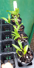 Load image into Gallery viewer, Orchid Seedling 50mm Pot size - Dendrobium tetragonum album x sib - Australian Native