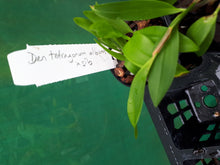Load image into Gallery viewer, Orchid Seedling 50mm Pot size - Dendrobium tetragonum album x sib - Australian Native