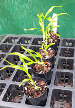 Load image into Gallery viewer, Orchid Seedling 50mm Pot size - Dendrobium Spring Bird 'Tsuyama' Softcane