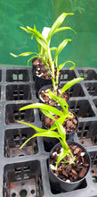 Load image into Gallery viewer, Orchid Seedling 50mm Pot size - Dendrobium Spring Bird &#39;Tsuyama&#39;  Softcane
