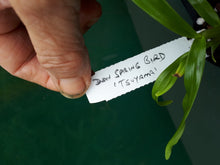 Load image into Gallery viewer, Orchid Seedling 50mm Pot size - Dendrobium Spring Bird 'Tsuyama' Softcane