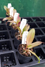 Load image into Gallery viewer, Orchid Seedling 50mm Pot size - Cattleya Blc Amy Wasasuki Yananashi