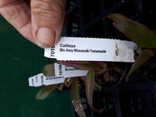 Load image into Gallery viewer, Orchid Seedling 50mm Pot size - Cattleya Blc Amy Wasasuki Yananashi