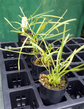 Load image into Gallery viewer, Orchid Seedling 50mm Pot Size - Maxillaria  schunkeana Species

