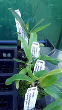 Load image into Gallery viewer, Orchid Seedling 50mm Pot size - Cattleya Rlc Shinfong Gold Gem 'Golden Jewel' x Tetradip 'Junko'