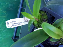 Load image into Gallery viewer, Orchid Seedling 50mm Pot size - Cattleya Rlc Shinfong Gold Gem 'Golden Jewel' x Tetradip 'Junko'