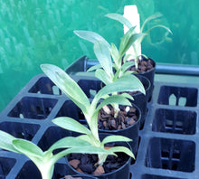 Load image into Gallery viewer, Orchid Seedling 50mm Pot Size - Paphiopedilum Yi Ying 'Green Coral'