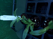 Load image into Gallery viewer, Orchid Seedling 50mm Pot Size - Paphiopedilum Yi Ying 'Green Coral'