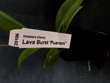Load image into Gallery viewer, Orchid Advanced in flower/spike now 50mm Pot Size - Oncidium Howeara Lava Burst 'Puanani'