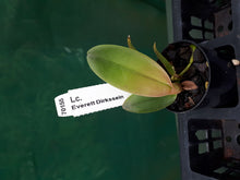 Load image into Gallery viewer, Orchid Seedling  50mm Pot Size - Cattleya Lc Everett Dirkssein