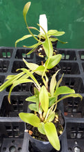 Load image into Gallery viewer, Orchid Seedling  50mm Pot Size - Cattleya Cherry Bee &#39;Happy Field&#39;
