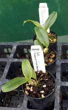 Load image into Gallery viewer, Orchid Seedling 50mm Pot Size - Cattleya Lc Tropical Trick 'Machado'