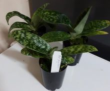 Load image into Gallery viewer, Flowering Size Orchid - Paphiopedilum Doya Heart