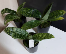 Load image into Gallery viewer, Flowering Size Orchid - Paphiopedilum Doya Heart