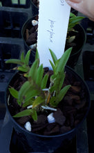 Load image into Gallery viewer, Orchid Seedling 50mm Pot size Epidendrum porpax species