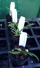 Load image into Gallery viewer, Orchid Seedling 50mm Pot size - Vanda falcata 'Shutenno' x self