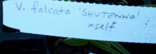 Load image into Gallery viewer, Orchid Seedling 50mm Pot size - Vanda falcata 'Shutenno' x self