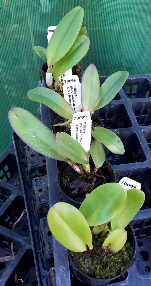 Orchid Seedling  50mm Pot Size - Cattleya Glenn Maidment x Brunswick Gem 'Coral'